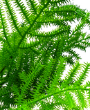 R204042-1 FOLLAJITO RAMO PINO 46CM VERDE