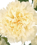 R205214 RAMO CLAVEL X7 40CM