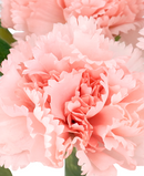 R205214 RAMO CLAVEL X7 40CM