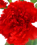 R205214 RAMO CLAVEL X7 40CM