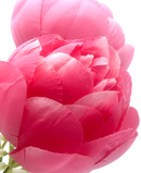 R205215 RAMO PEONY X7 42CM