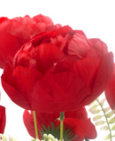 R205215 RAMO PEONY X7 42CM
