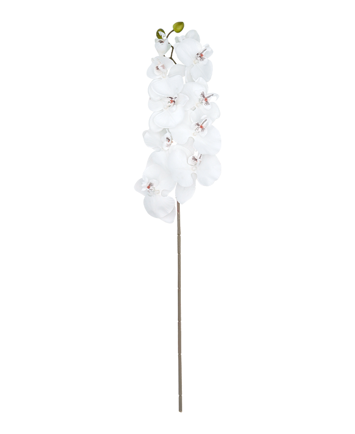 R206001-1 VARA ORQUIDEA X10 100CM