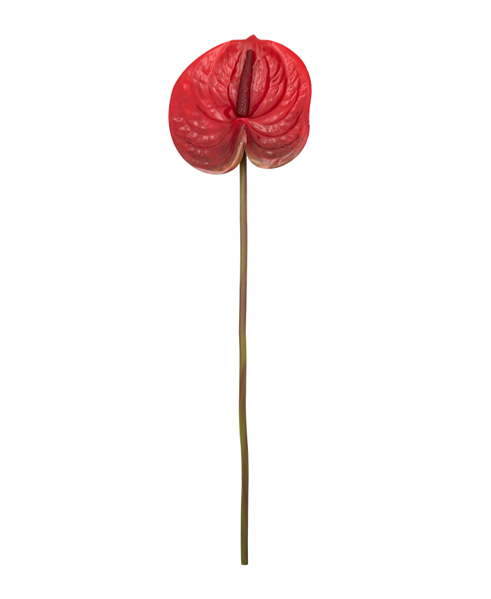 R206014 VARA ANTHURIUM 58X15CM