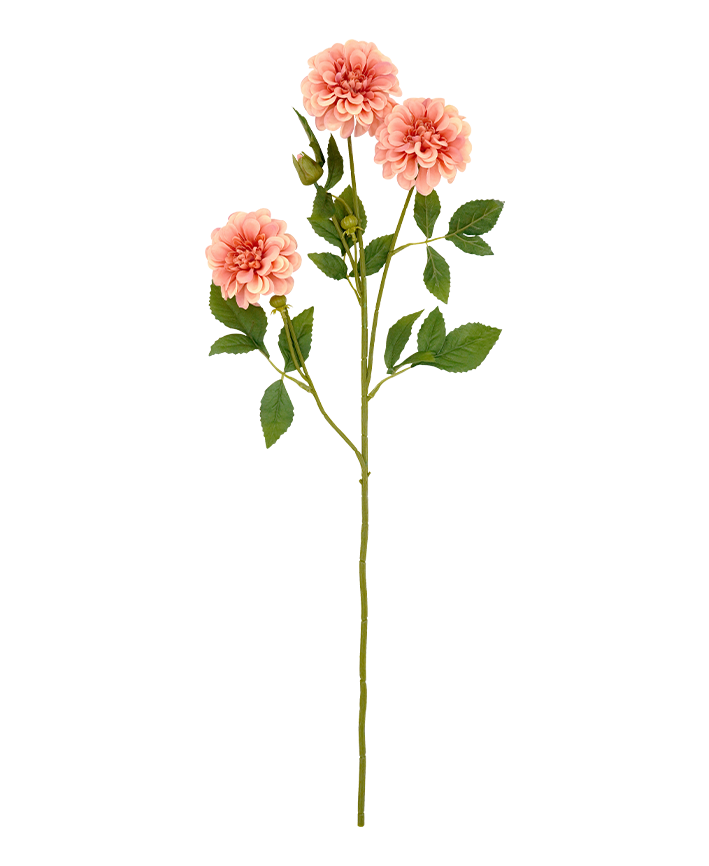 R206016 VARA DAHLIA 70CM