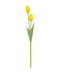 R206023 VARA TULIPAN X2 50CM