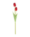 R206023 VARA TULIPAN X2 50CM