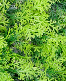 R216152 FOLLAJE ARTIFICIAL CIPRES UV 50X50CM VERDE