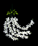 R218205-1 VARA JAZMIN LLORON X4 80CM BLANCO