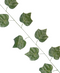 R218304 GUIA HOJA UVA 2.3 M