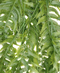 R221122 FOLLAJE COLGANTE HELECHO 108CM VERDE