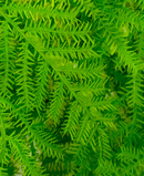 R221124-1 FOLLAJE COLGANTE HELECHO ESPARRAGOS 100CM VERDE