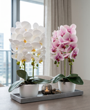 R228002-1 BASE CON ORQUIDEA 58CM