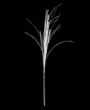 R119007 FOLLAJE BENGALA LLUVIA 80 CM