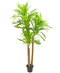 R201001 PLANTA DRACAEMA 1.80 MTS