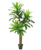 R201001 PLANTA DRACAEMA 1.80 MTS