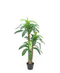 R201002 PLANTA DRACAENA 1.20MTS