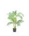 R201013 PLANTA PALMA GOLDEN 90CMS