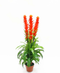 R201020 PLANTA DRACAEMA FLOR 1.35 MTS