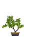 R201030 PLANTA BONSAI 40 CMS