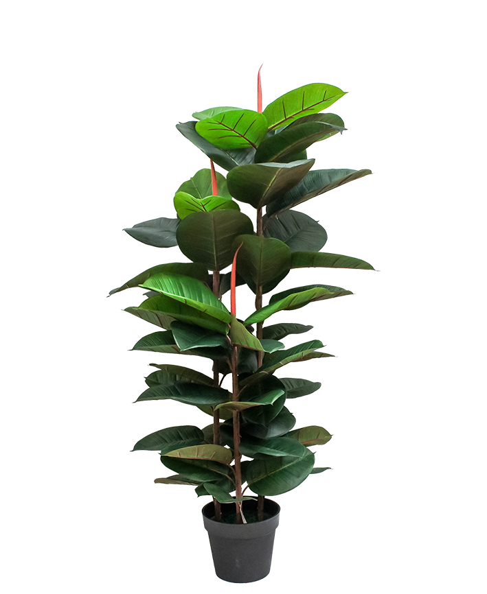 R201042 PLANTA HULE 1.30 MTS