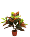R201045 PLANTA CROTON 74 CMS