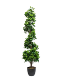 R201046 PLANTA ESPIRAL LAUREL 1.50 MTS
