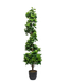 R201046 PLANTA ESPIRAL LAUREL 1.50 MTS