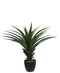 R201050 PLANTA YUCCA 90 CMS