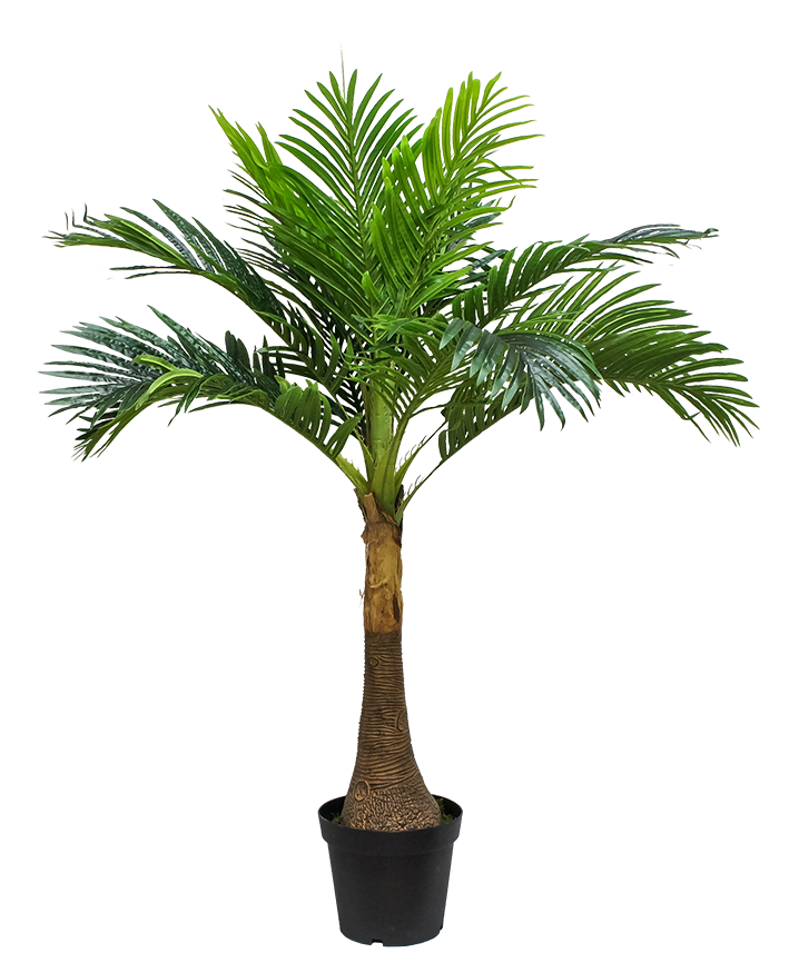 R201052 PLANTA PALMA ARECA  1.30 MTS