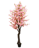 R201053 PLANTA CEREZO 2.50 MTS