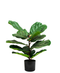 R201054 PLANTA HIGUERA 70 CMS