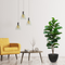 R201055 PLANTA PANDURATA 1.50 MTS