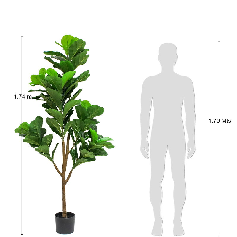 R201064 PLANTA ARTIFICIAL PANDURATA 1.68 MTS