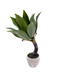 R201084 PLANTA ARTIFICIAL ALOE 60CM