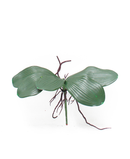 R201208 FOLLAJE ORQUIDEA  C/RAIZ