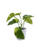 R201401 MINIPLANTA POTHOS 15CM