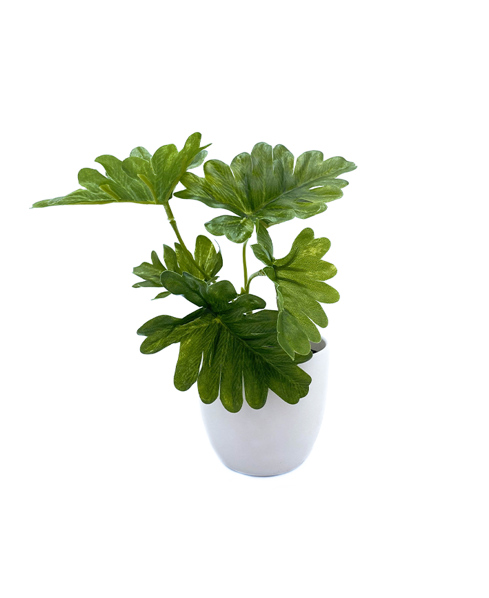 R201402 MINIPLANTA PHILODENDRON 15CM