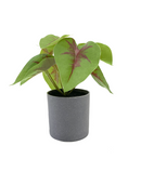 R201403 MINIPLANTA SYNGONIUM ROJA 18 CM