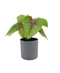 R201403 MINIPLANTA SYNGONIUM ROJA 18 CM