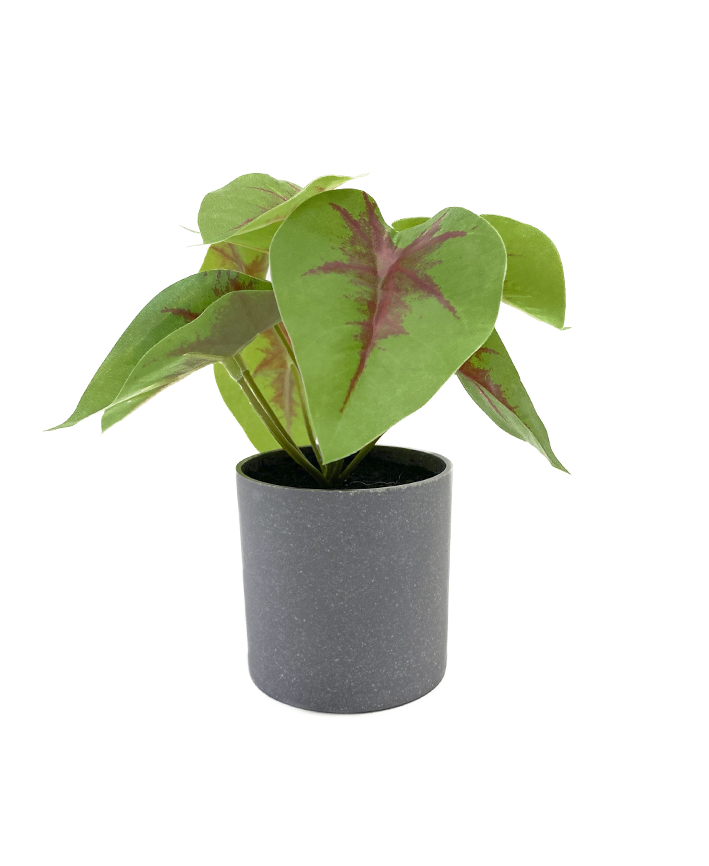 R201403 MINIPLANTA SYNGONIUM ROJA 18 CM
