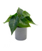 R201404 MINIPLANTA SYNGONIUM 18 CM