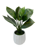 R201406 MINIPLANTA CALATHEA 34 CM