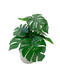 R201408 MINIPLANTA MONSTERA 35 CM