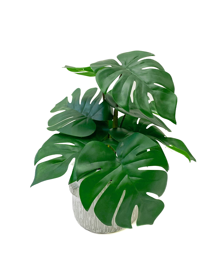 R201408 MINIPLANTA MONSTERA 35 CM