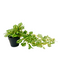 R201602 PLANTA ART CH COLGANTE TRADES 62 CM