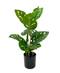 R201605 PLANTA ART CH PHILODENDRON 50CM