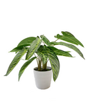 R201608 PLANTA ART CH SYNGONIUM 46 CM