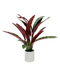 R201609 PLANTA ART CH CALATHEA LANCIFOLIA 55 CM