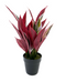 R201610 PLANTA ART CH ALPINIA RT48 CM